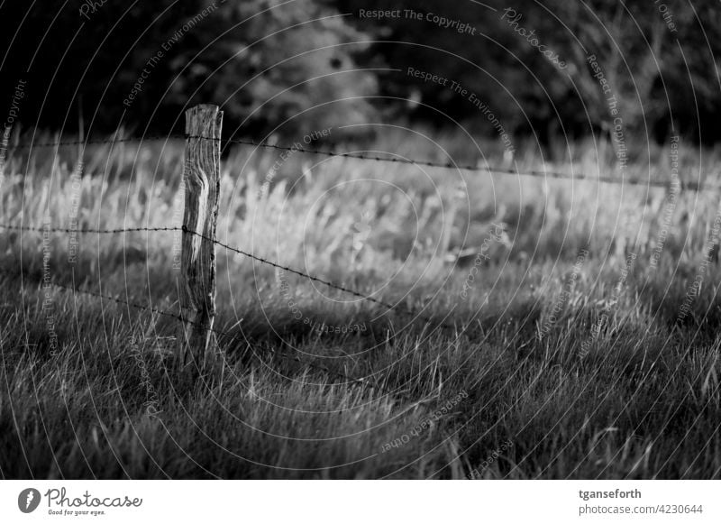 Old pasture fence Fence Barbed wire Fence post Exterior shot Deserted Barbed wire fence Day Barrier Safety Thorny Protection Wire Willow tree livestock farming