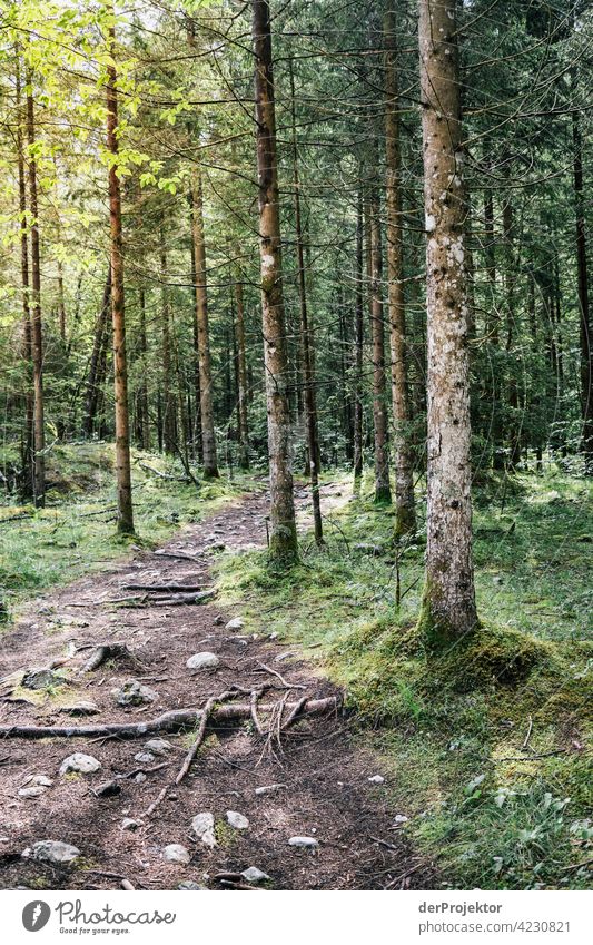 Forest with path in the Soča Valley VII Deep depth of field Light (Natural Phenomenon) Contrast Shadow Copy Space middle Copy Space bottom Copy Space right