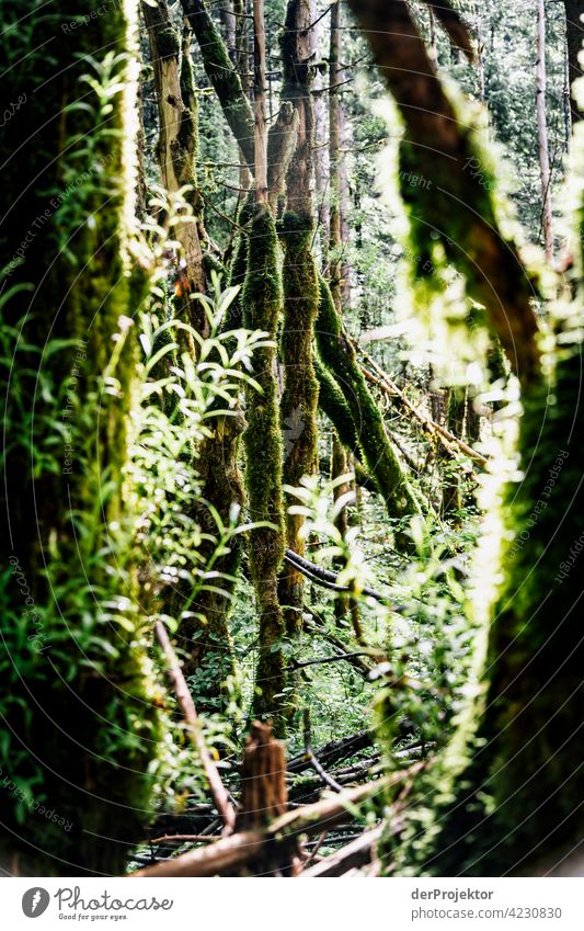 Forest in the Soča Valley V Deep depth of field Light (Natural Phenomenon) Contrast Shadow Copy Space middle Copy Space bottom Copy Space right Copy Space top