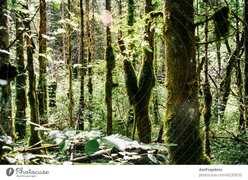 Forest in the Soča Valley I Deep depth of field Light (Natural Phenomenon) Contrast Shadow Copy Space middle Copy Space bottom Copy Space right Copy Space top