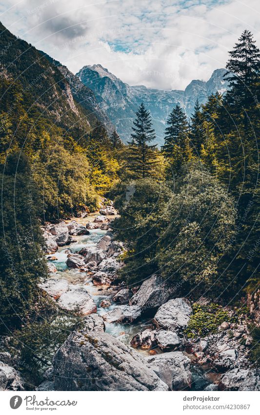 Forest with mountains and Soča valley IX Deep depth of field Light (Natural Phenomenon) Contrast Shadow Copy Space middle Copy Space bottom Copy Space right