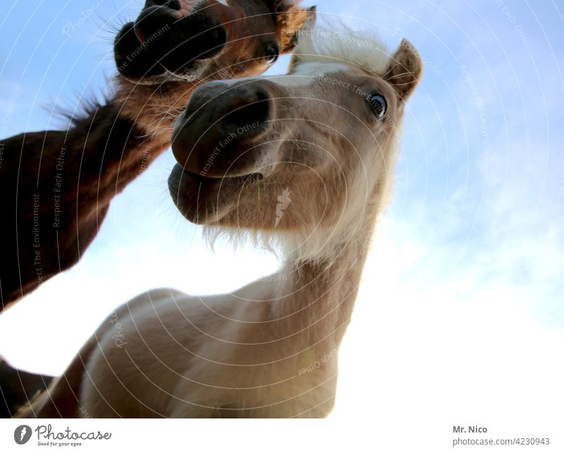 horse whispering Pony Horse Curiosity Worm's-eye view Meddlesome Mammal riding horse riding horses Hair and hairstyles horse hair witty nose horse whisperer