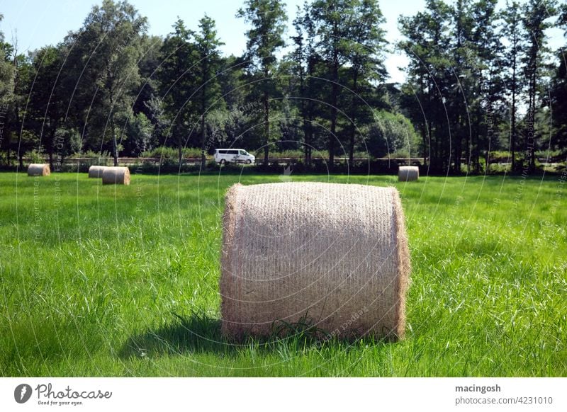 Hay roll in the field round bales Hay bale agrarian culture Agriculture Summer Field Exterior shot Straw Harvest Meadow trees Bale of straw Deserted nobody