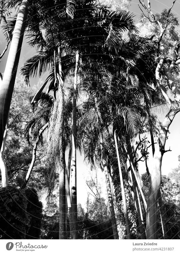 Black and white palm trees Palm tree Plant Exotic tropics Palm frond Tree Nature tropical climate Tropical Wood Leaf Beautiful weather Summer Vacation & Travel