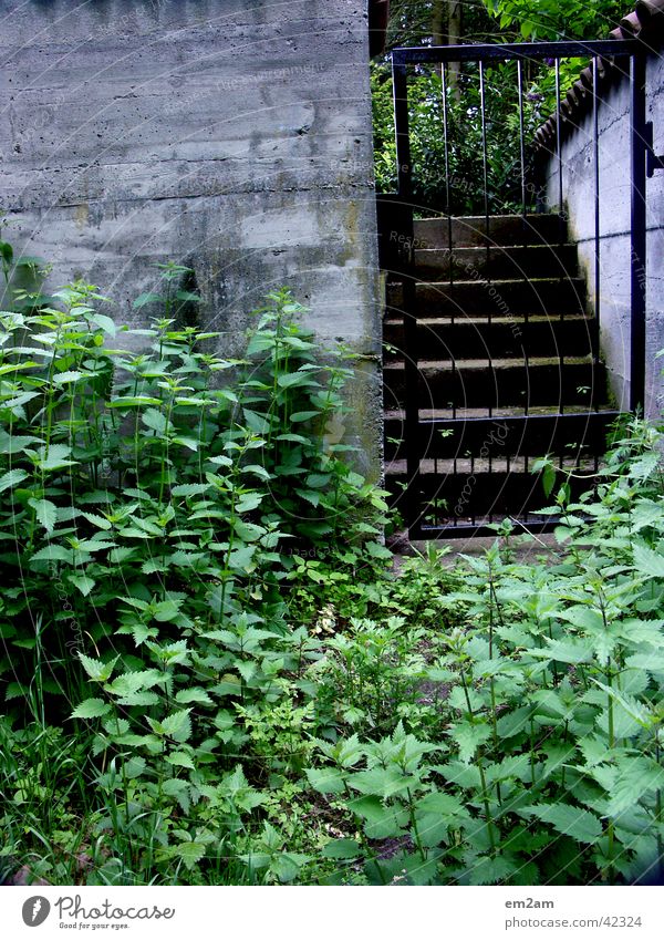 transition Grating Passage Entrance Green Concrete Wall (barrier) Border Triangle Garden overgrown Stairs Gate Plant