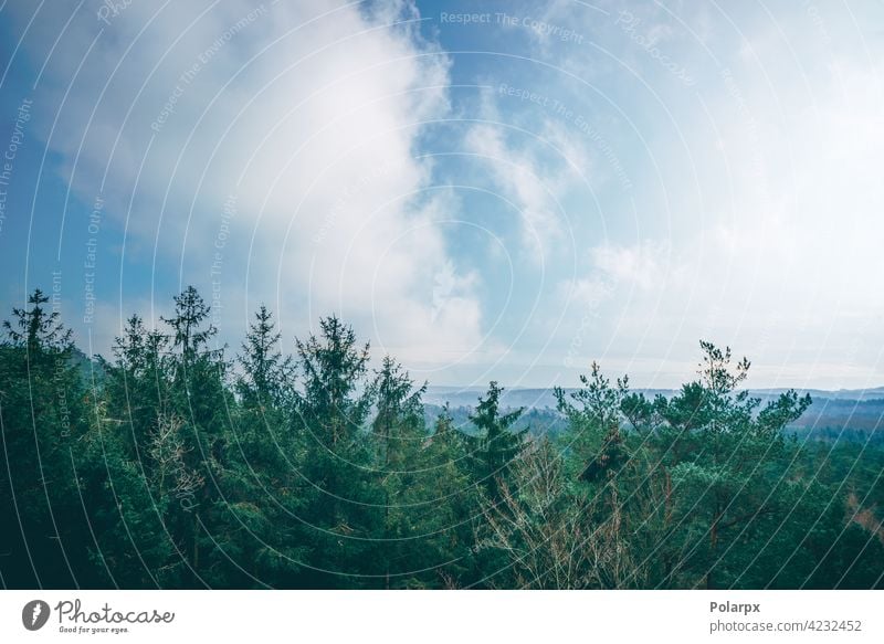 Tree tops in a misty forest mysterious dark treetop spring fairy panorama valley sun beauty view mystery background majestic blue season evergreen tourism magic