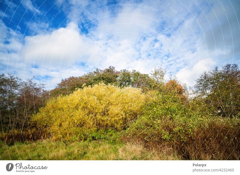 Colorful nature scene in a wilderness setting national park tree trunk cloud - sky fern bush land sweden vitality root uncultivated travel destinations