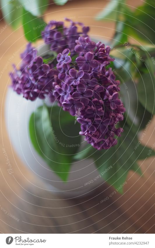 Lilac scent...  purple lilac in a white vase Violet Spring Vase White Green in the vase fragrant Fragrance Blossom Interior shot Decoration pretty from on high