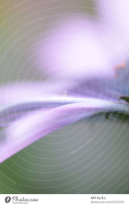 across the picture, petals of a daisy in pastel and blurred purple Marguerite Blossom Flower Delicate Noble daisy unsharp Across photographic art Garden macro