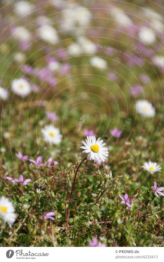 Daisies - they're back! 2 Daisy Meadow Spring Flower meadow Perennial daisy Made to measure Thousand Beautiful Monthly Röserl margritli Lawn Nature Green White