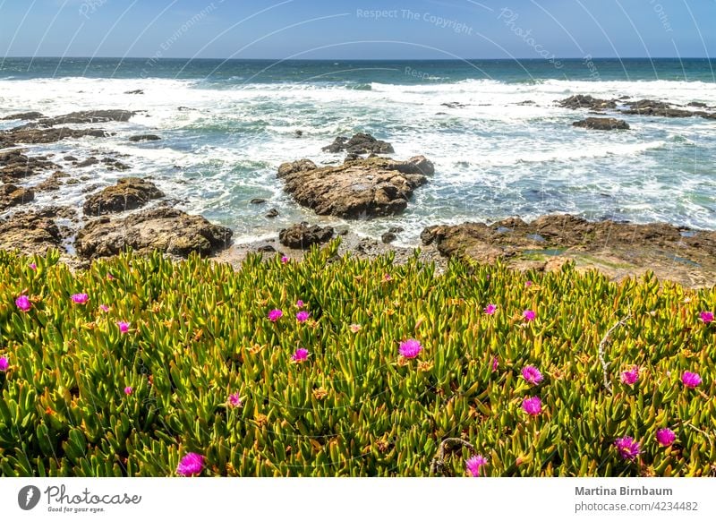 Springtime in California on the coast of Big Sur, flowers in full bloom wild vivid springtime scenery west coast big sur landscape nature california wildflower