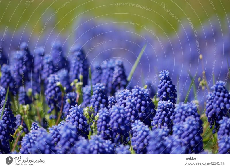 Mountain man on the meadow or also Muscari the grape hyacinth Flower Blossom Nature Plant Spring Summer Close-up Blossoming Violet Garden Green purple