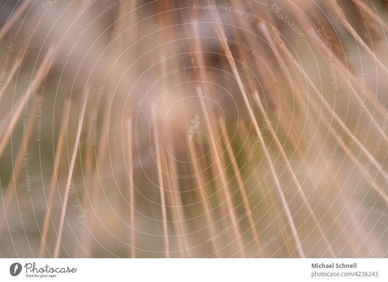 Dandelion: seed stalk dandelion Delicate Thin hazy Nature Plant Macro (Extreme close-up) Detail Sámen Spring Shallow depth of field Ease Wild plant