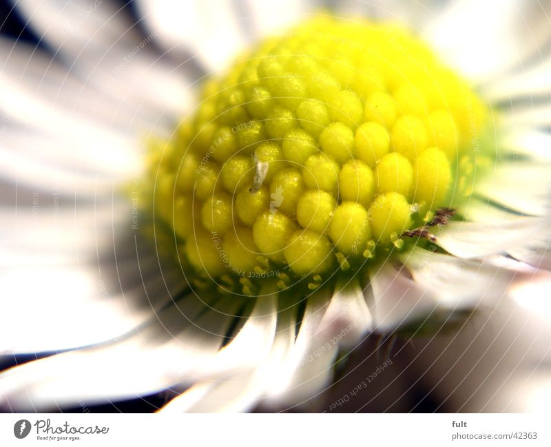 daisies Daisy Blossom Leaf Yellow White Macro (Extreme close-up) Style Close-up knobbel depth blur leaves bullets Marko