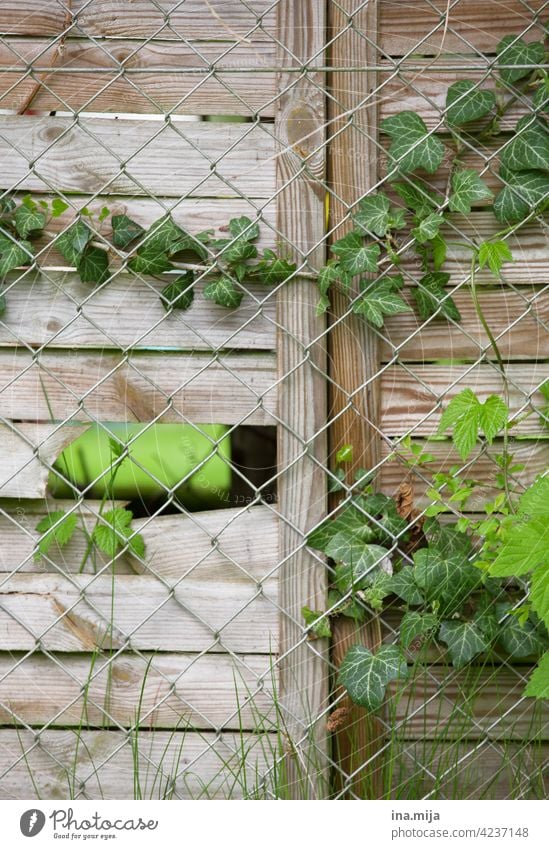 Fence Gap Grass Wire netting fence Fences Ivy Spring Green plants Wood Metal Nature Material wax spring awakening mystery secret Stalker Observe Garden
