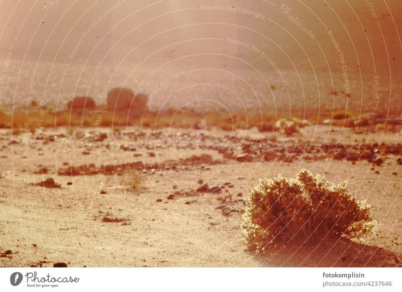 leuchtender Dornenbusch in der Sahara Wüste desert desert sand Desert Sand desert landscape Desert road Vacation & Travel Busch Steinwüste Hitze Sonne heiss