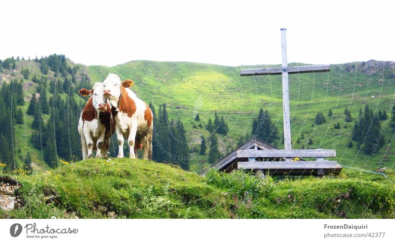 A cross with the cows... Wooden bench Wooden cross Alpine pasture Green Coniferous trees Forest Federal State of Tyrol Agriculture tyrolean mountain cows Rock