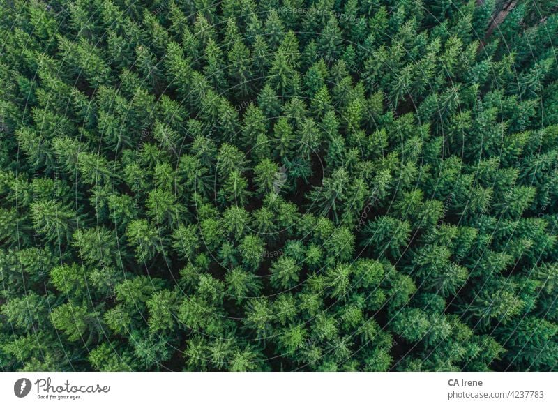 Aerial view of green conifer treetops in forest, Germany aerial drone trees texture wood nature spruce fir leave surface abstract pattern bark textured above