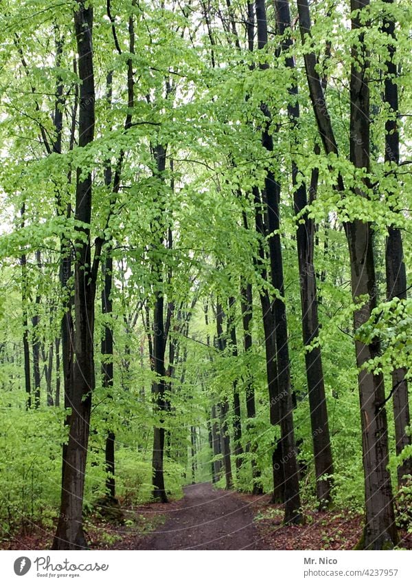 SPRING IN THE FOREST Landscape Nature Environment Tree Bushes Forest Idyll To go for a walk Promenade Lanes & trails Forestry Seasons Plant naturally Relaxation