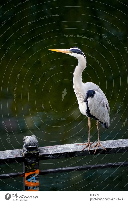 Grey heron on the railing of the Spree Canal in Berlin Bird Heron herons Animal Nature Exterior shot Colour photo Wild animal Day Deserted 1 Animal portrait