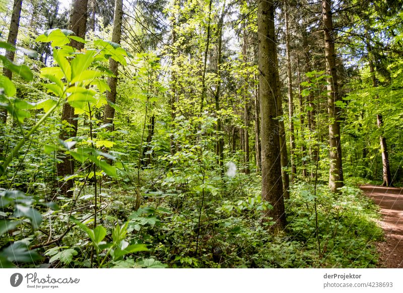 Forest path at Benther Berg in Lower Saxony nature conservation Experiencing nature Miracle of Nature Copy Space middle Central perspective Deep depth of field