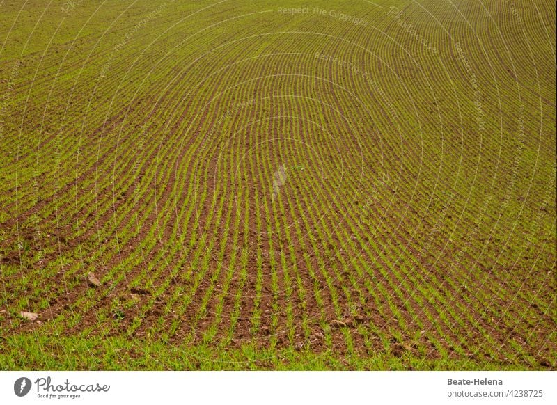 Things are progressing: Field with germinating seeds! Spring Seeds lines Pattern Curve elegance Growth growth line Green Green space Arable land Agriculture