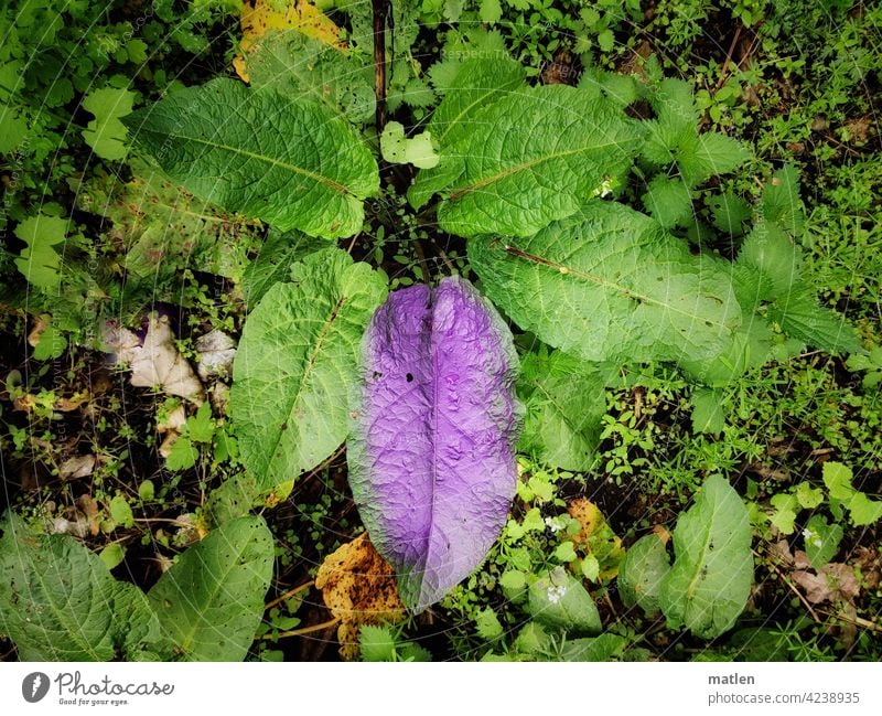 Colourfast violet Green purple Plant Leaf Sprayed colored Nature Close-up Spring Exterior shot Deserted flora