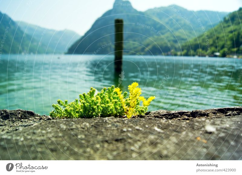 at Lake Traunsee Environment Nature Landscape Plant Water Sky Cloudless sky Horizon Summer Weather Beautiful weather Grass Hill Alps Mountain sunstone Peak