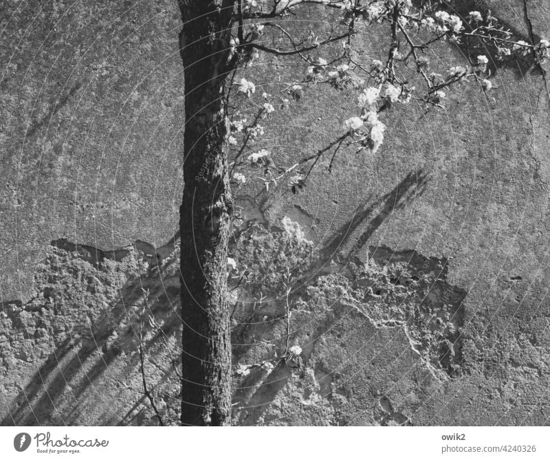 Spring in grey petals Nature Idyll tree blossom White Many Light Shadow Beautiful weather Exterior shot Tree Branches and twigs Blossom Plant Twig Close-up