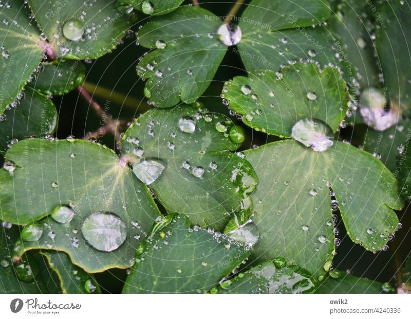 Water garden raindrops water pearls Leaf green sparkle Mysterious Life Contrast Sunlight shine luminescent Morning dew drops Deserted Copy Space bottom Day
