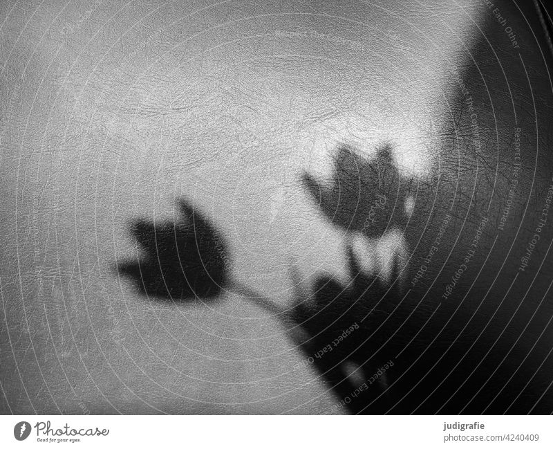 Shadow of a bouquet of tulips on the leather upholstery of a chair back Light Shadow play Bouquet flowers Blossom Tulip Spring Flower Plant Blossoming