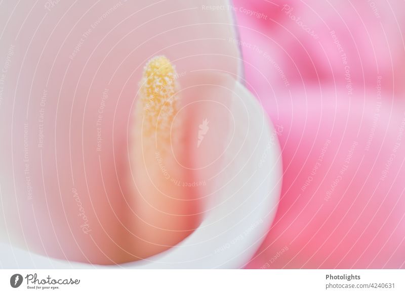 Flower of a white calla with pink background Calla Lily Blossom Elegant White Nature pretty Colour photo Pink Detail Close-up Bright calm Pistil Neutral color