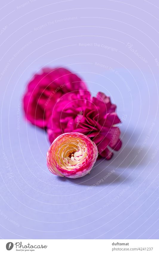 Still life with pink ranunculus flowers on purple background Buttercup Still Life Flower blossoms Lie three Plant Isolated Image Studio shot colourful