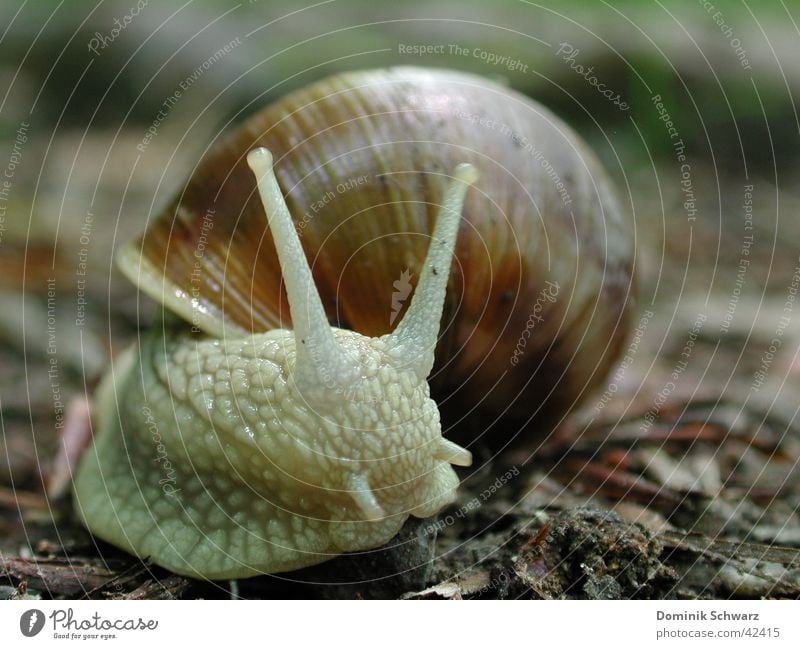 highwayman Vineyard snail Snail shell Feeler Slimy Woodground Crawl Slowly Speed Protection