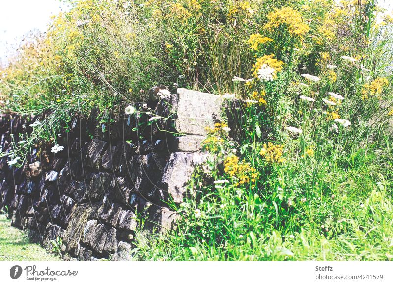 Power of nature - old wall overgrown with wild plants Wall (barrier) Wall plants bricks Wallflowers Rural Summery Stone wall wild flowers outgrow Nordic blossom