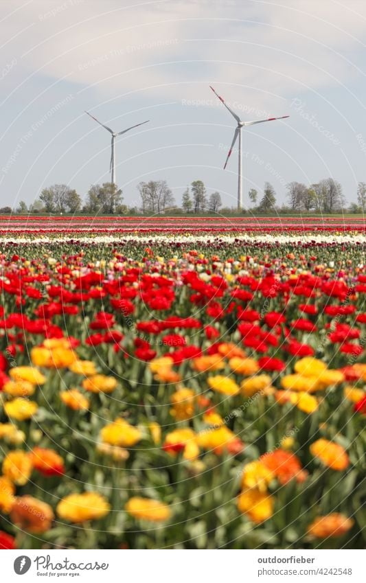 Wind turbines at the tulip field Tulip Tulip blossom Flower Colour photo Plant Spring Spring fever Nature Blossoming Spring flower Day Exterior shot Tulip field