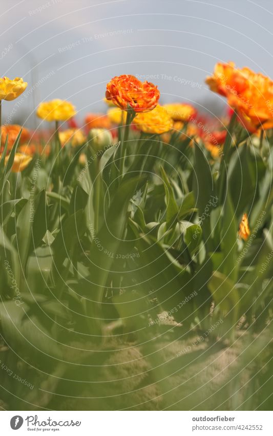 orange tulip in tulip field Tulip tulips Tulip field Orange variegated Green blurred foreground bokeh Tulip blossom Blossom Blossoming blooms Fresh colourful