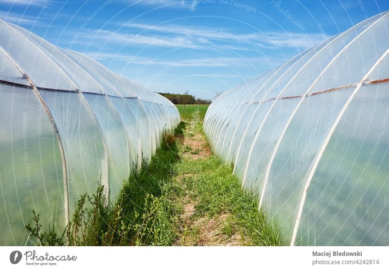 Polytunnels, also known as a polyhouse, hoop greenhouse hoophouse or grow tunnel, on a sunny day. polytunnel agriculture plastic farm gardening sky blue cover
