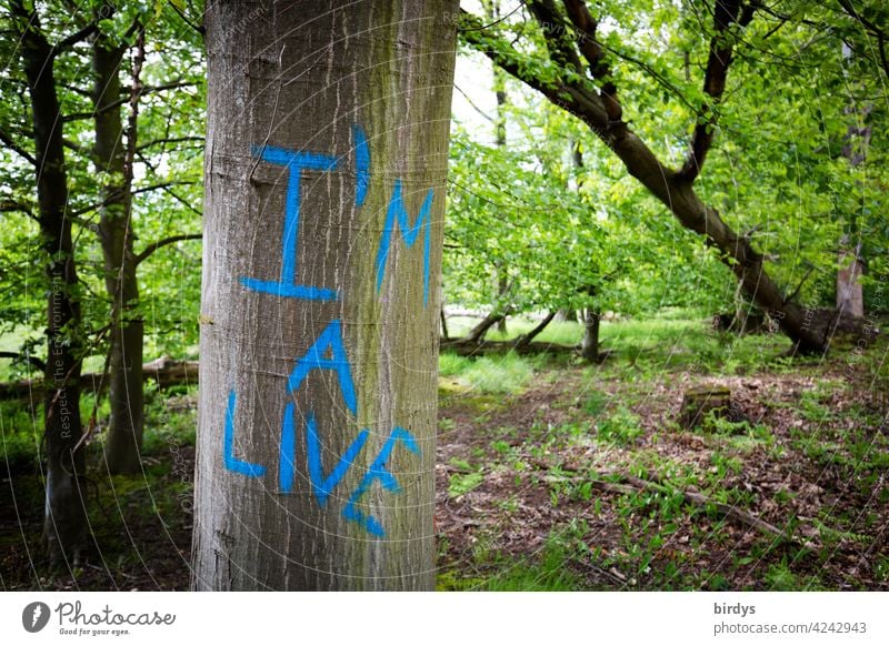 I am alive , English inscription on a beech tree in the forest Tree Beech tree Copper beech Inscription Characters Climate change nature conservation