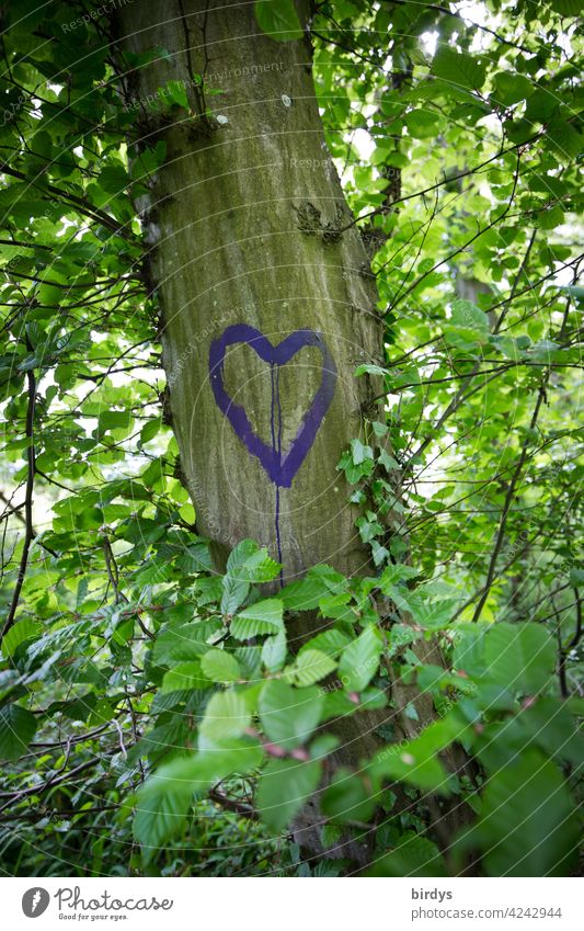 A heart painted on a leafy tree. Love, Expression of Love Heart Tree Summer Nature Romance Infatuation leaves Beech tree Emotions positive feelings