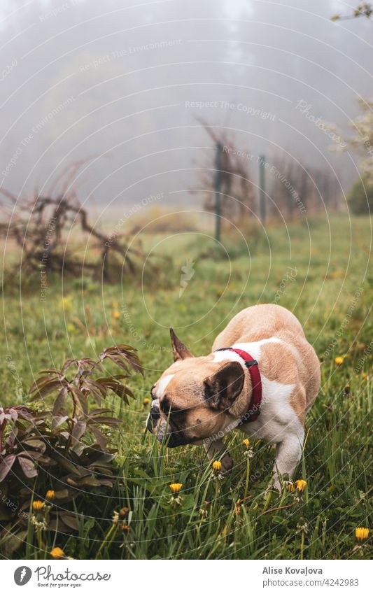 dog on a walk french bulldog Animal Pet Colour photo Animal portrait Cute Curiosity Love of animals Observe Looking Puppy fog countryside nature sniffing smell