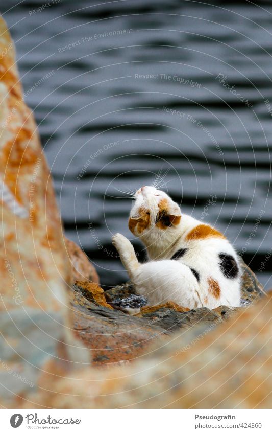 Cat at the water Animal Pet Paw 1 Relaxation Sit Brown Contentment Calm Indifferent Colour photo Multicoloured Exterior shot Deserted Copy Space top