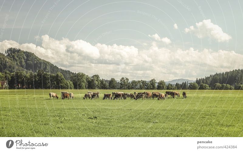 allgäu prairie Nature Landscape Elements Sky Clouds Summer Beautiful weather Grass Meadow Forest Hill Alps Pet Herd Sign Select Observe To feed Hunting Growth