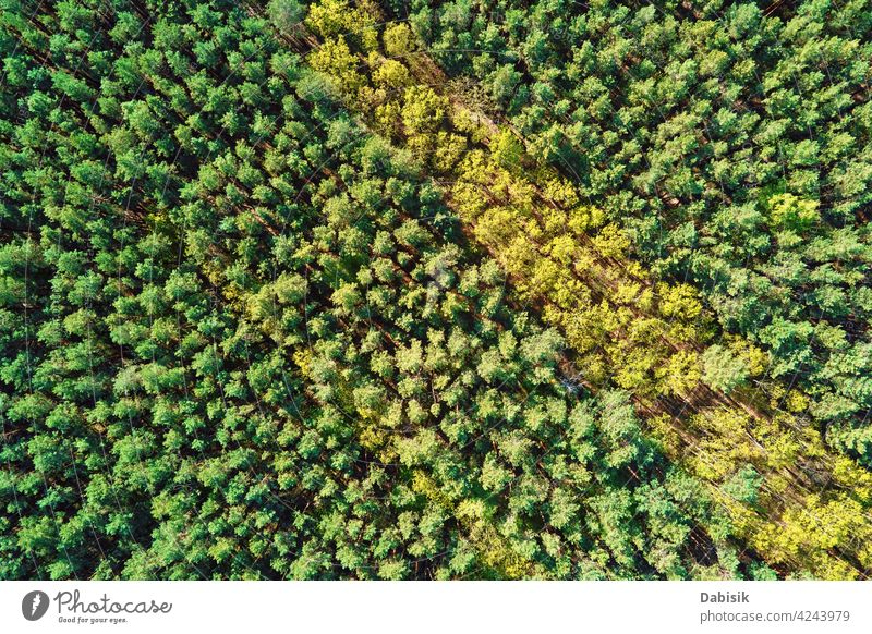 Green summer forest background, aerial view. Nature landscape beautiful nature abstract green backdrop beauty belarus ecosystem environment europe high idyllic