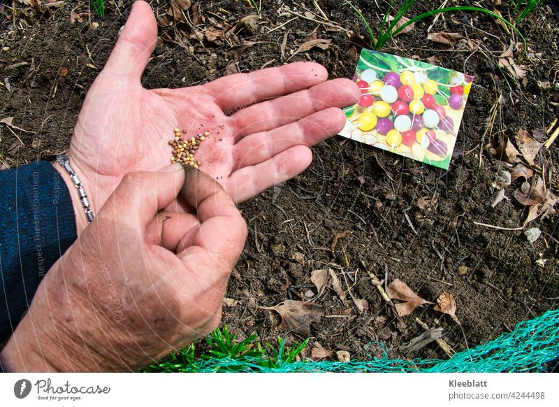 Colorful radish seeds on one man hand are hidden in the ground with the other hand Radish Sámen Hand hands Earth Vegetable Gardening raised Food at home