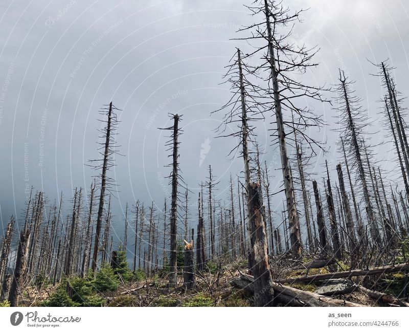 forest dieback Forest death spruces dead Nature Tree Environment Exterior shot Landscape Deserted Climate change Forestry Tree trunk Wood Log Bark-beetle Death