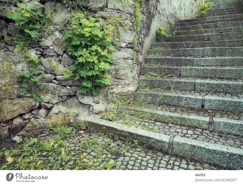 up and running Stairs stair treads Stone Old Manmade structures Exterior shot Deserted Colour photo Wall (building) stones Wall (barrier) Career Landing Level