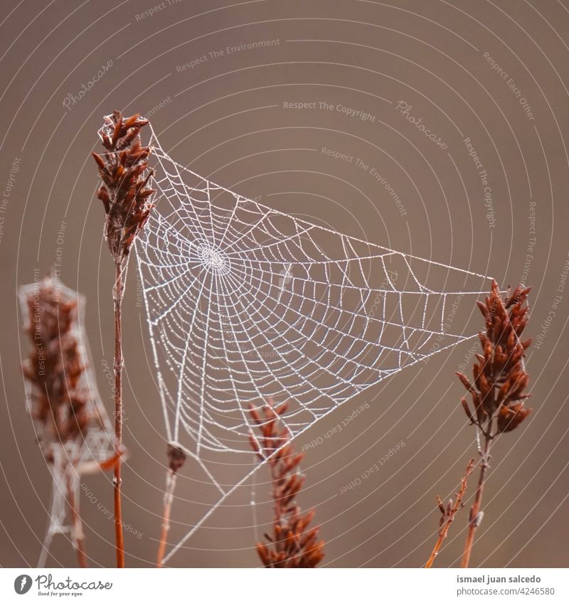 spider web on the plants in autumn season net nature raindrop rainy bright shiny outdoors abstract textured background water wet minimal fragility structure