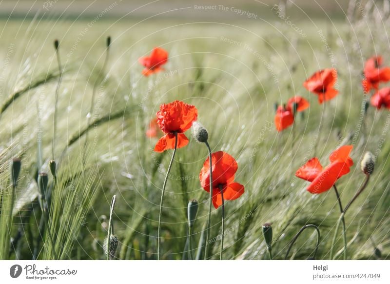 mo(h)nday again - poppies blooming in a not yet ripe barley field poppy flower Poppy blossom poppy bud Barley Barleyfield Flower Blossom Agriculture Spring wax