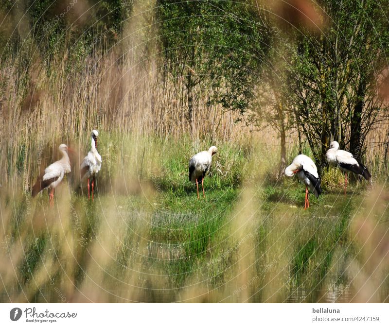 Caliph Stork - the white storks preen and chatter. White Stork White Storks Bird Animal Exterior shot Colour photo Wild animal Deserted Day Nature Environment